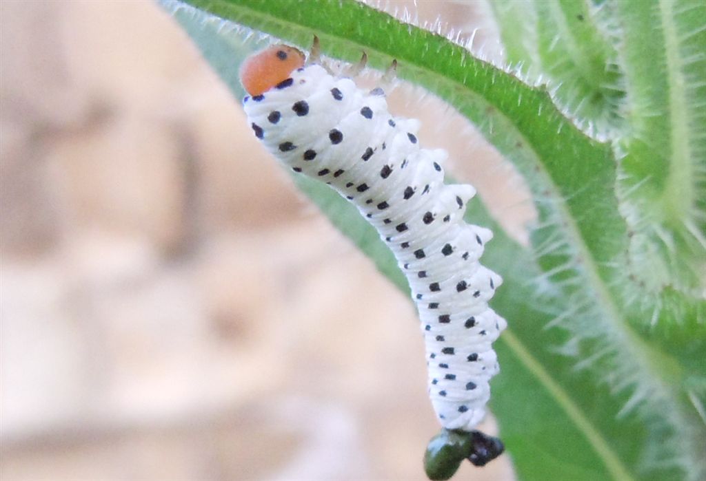 Larva di Tenthredo scrophulariae
